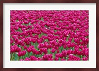 Field Of Purple Tulips In Spring, Willamette Valley, Oregon Fine Art Print