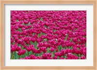 Field Of Purple Tulips In Spring, Willamette Valley, Oregon Fine Art Print