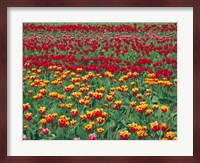 Field Of Colorful Tulips In Spring, Willamette Valley, Oregon Fine Art Print