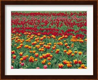 Field Of Colorful Tulips In Spring, Willamette Valley, Oregon Fine Art Print