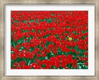 Lone Yellow Tulip Among Field Of Red Tulips, Oregon Fine Art Print