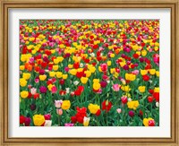 Field Of Bright Tulips In Spring, Oregon Fine Art Print