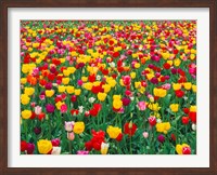 Field Of Bright Tulips In Spring, Oregon Fine Art Print