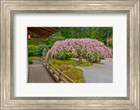 Weeping Cherry Tree, Portland Japanese Garden, Oregon Fine Art Print