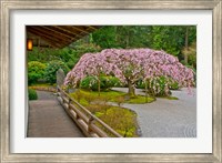Weeping Cherry Tree, Portland Japanese Garden, Oregon Fine Art Print