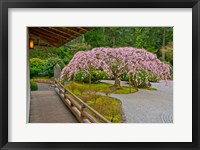 Weeping Cherry Tree, Portland Japanese Garden, Oregon Framed Print