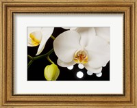 White Hybrid Orchids On Black Fine Art Print