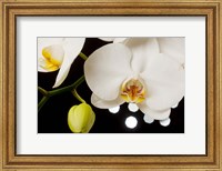 White Hybrid Orchids On Black Fine Art Print