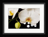 White Hybrid Orchids On Black Fine Art Print
