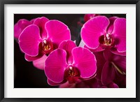 Purple Hybrid Orchids On Black Fine Art Print