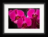 Purple Hybrid Orchids On Black Fine Art Print
