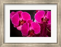 Purple Hybrid Orchids On Black Fine Art Print