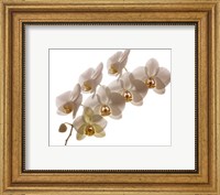 White Hybrid Orchids On White Fine Art Print
