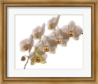 White Hybrid Orchids On White Fine Art Print