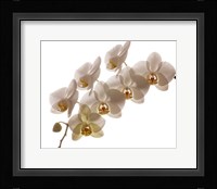 White Hybrid Orchids On White Fine Art Print