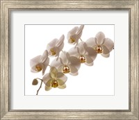 White Hybrid Orchids On White Fine Art Print