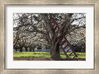 A Ladder In An Orchard Tree, Oregon Fine Art Print