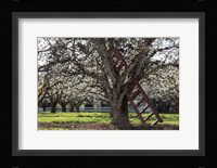 A Ladder In An Orchard Tree, Oregon Fine Art Print
