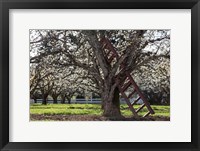 A Ladder In An Orchard Tree, Oregon Fine Art Print