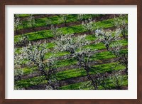 Rows Of Orchard Trees, Oregon Fine Art Print