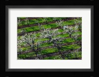Rows Of Orchard Trees, Oregon Fine Art Print