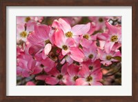 Pink Flowering Dogwood Fine Art Print
