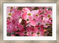 Pink Flowering Dogwood Fine Art Print