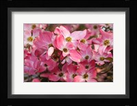 Pink Flowering Dogwood Fine Art Print