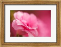 Bright Pink Azalea Fine Art Print