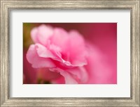 Bright Pink Azalea Fine Art Print