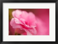 Bright Pink Azalea Fine Art Print