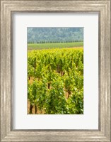 Winery And Vineyard In Dundee Hills, Oregon Fine Art Print