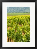 Winery And Vineyard In Dundee Hills, Oregon Fine Art Print