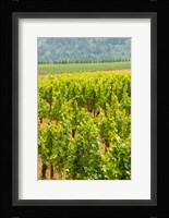 Winery And Vineyard In Dundee Hills, Oregon Fine Art Print