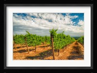 Dundee Hills Vineyard, Oregon Fine Art Print