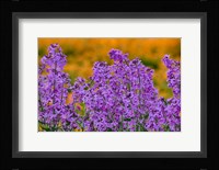 Rocket Plants In Full Bloom, Oregon Fine Art Print