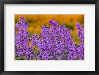 Rocket Plants In Full Bloom, Oregon Fine Art Print