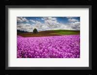 Willamette Valle With Dames Rocket Plants, Oregon Fine Art Print