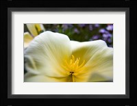 Close-Up Of Poppy In Bloom Fine Art Print