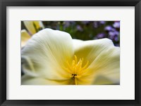 Close-Up Of Poppy In Bloom Fine Art Print