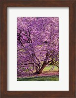 Tree In Bloom, Pennsylvania Fine Art Print