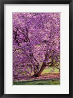 Tree In Bloom, Pennsylvania Fine Art Print