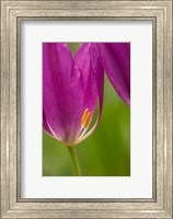 Detail Of Purple Tulips Fine Art Print