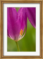 Detail Of Purple Tulips Fine Art Print