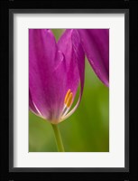 Detail Of Purple Tulips Fine Art Print
