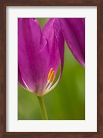 Detail Of Purple Tulips Fine Art Print
