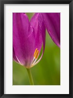 Detail Of Purple Tulips Fine Art Print