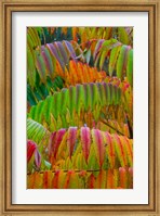 Autumn Neon Colors Of Staghorn Sumac Leaves In The Rain Fine Art Print