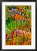 Autumn Neon Colors Of Staghorn Sumac Leaves In The Rain Fine Art Print