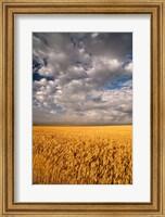 Summer Morning Wheat Fields, South Dakota Fine Art Print